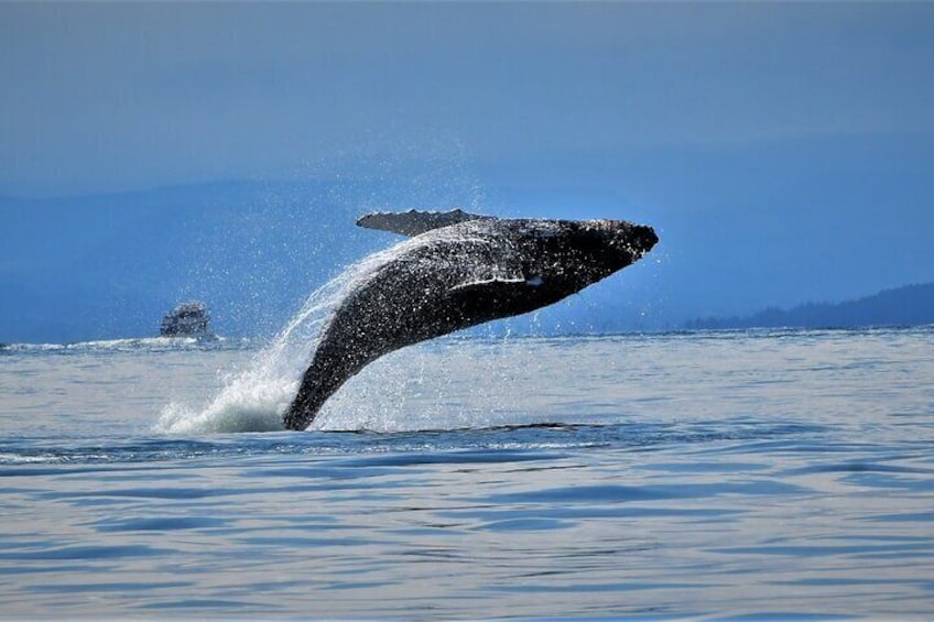 Whale Watch Adventure Vancouver