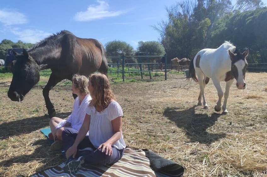 Meditation Activity: Mindfulness with Horses in Zahora
