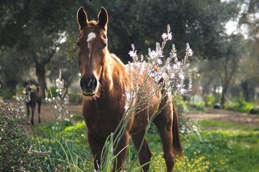 Meditation Activity: Mindfulness with Horses in Zahora