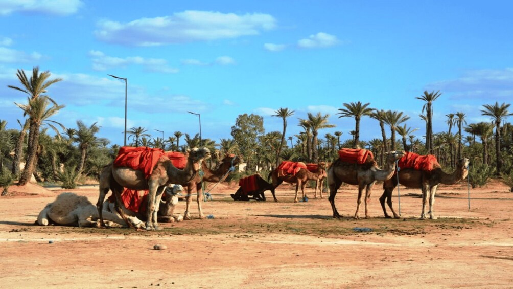 Picture 5 for Activity From Casablanca: Day Trip to Marrakech with Camel Ride