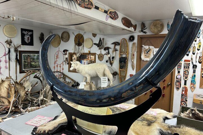 Ever see and touch a real Woolly Mammoth tusk? You can do it on this tour!