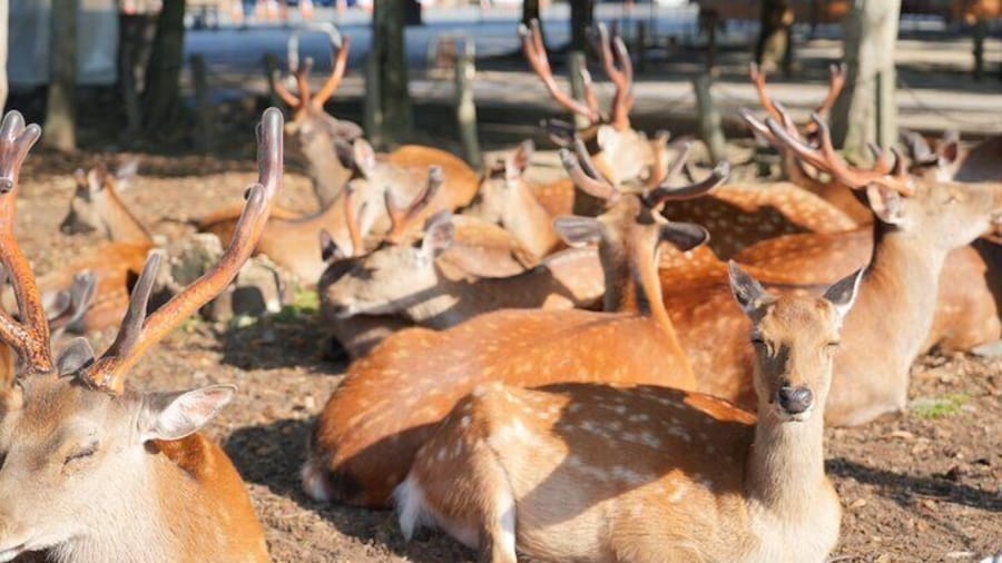 Nara Early Bird Tour