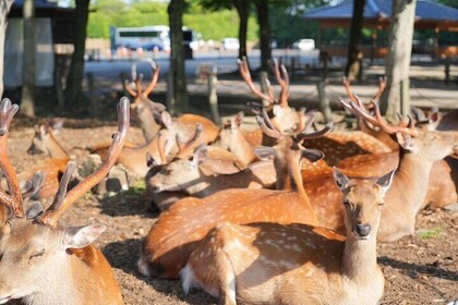 Nara Early Bird Tour (Kyoto Departure Option Available)