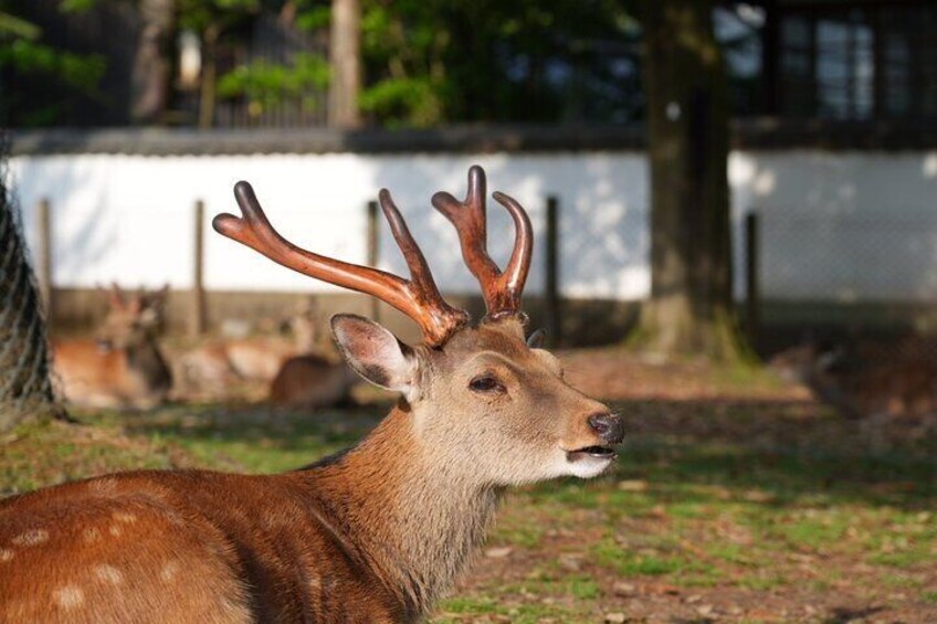 Nara Early Bird Tour with English Speaking Guide