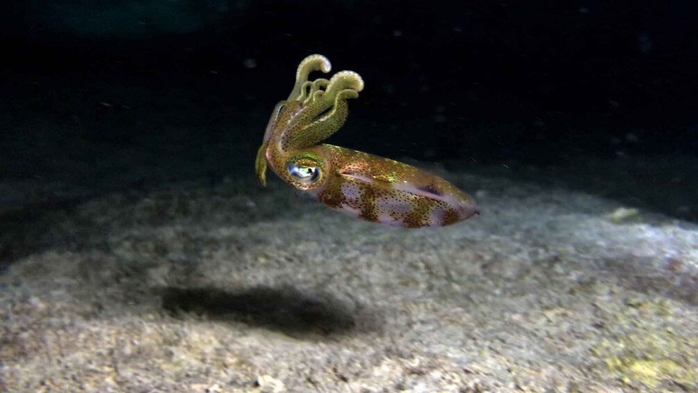 Picture 2 for Activity Cozumel: Night Snorkel Adventure