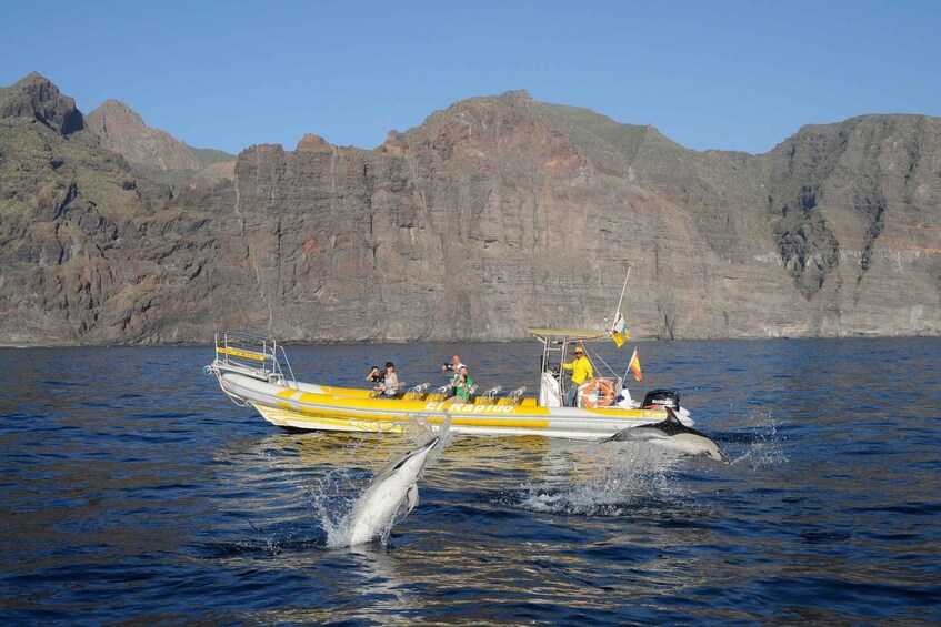 Picture 3 for Activity Los Gigantes: Dolphin and Whale Watching Cruise by Speedboat