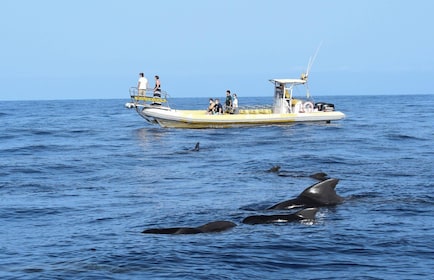 Los Gigantes: Delfin- und Walbeobachtungstour mit dem Schnellboot