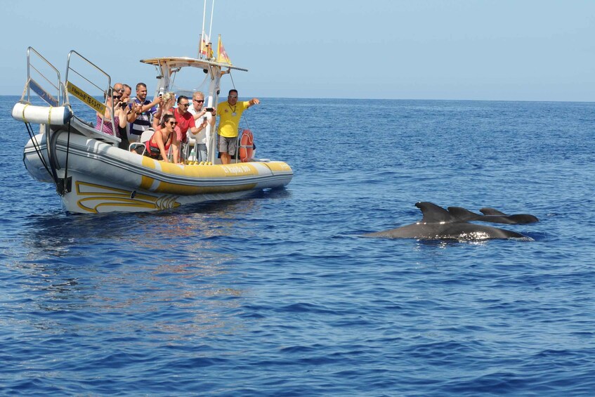 Picture 1 for Activity Los Gigantes: Dolphin and Whale Watching Cruise by Speedboat