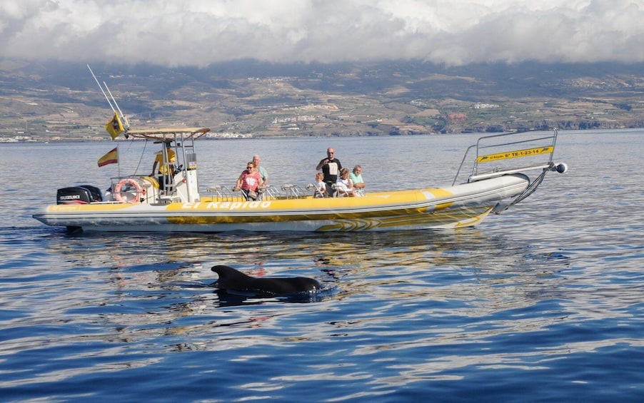 Picture 4 for Activity Los Gigantes: Dolphin and Whale-Watching Speedboat Tour