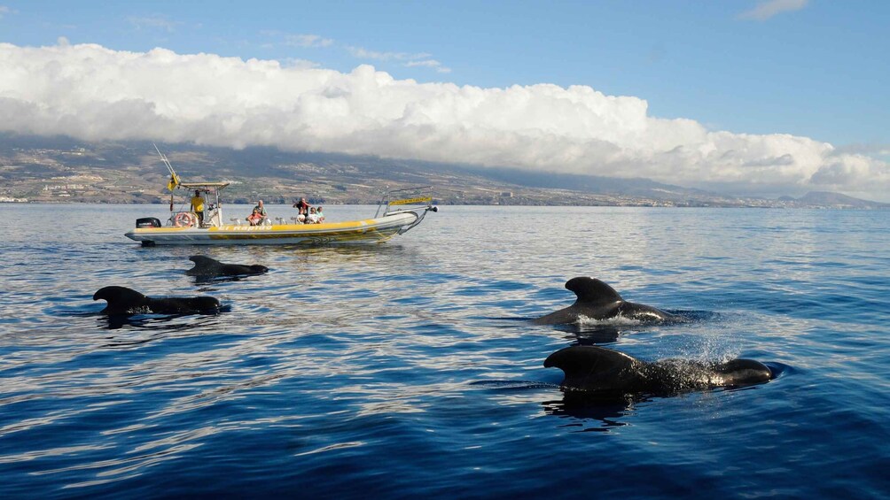 Picture 2 for Activity Los Gigantes: Dolphin and Whale Watching Cruise by Speedboat