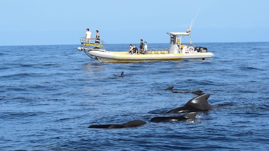 Los Gigantes: Dolphin and Whale-Watching Speedboat Tour