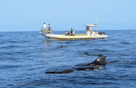 Los Gigantes: crucero de observación de delfines y ballenas en lancha rápid...