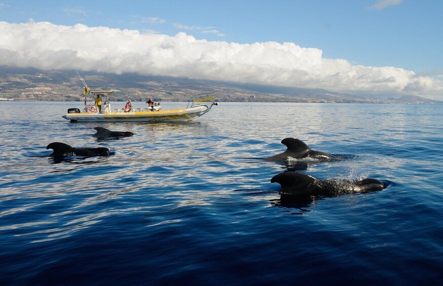 Picture 2 for Activity Los Gigantes: Dolphin and Whale Watching Cruise by Speedboat