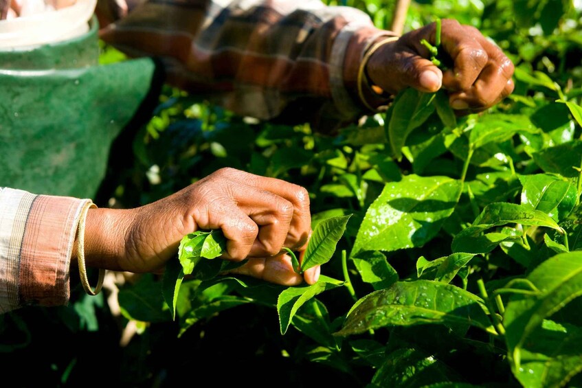 Picture 4 for Activity A Day in Munnar: Nature, Culture, and Local Flavor