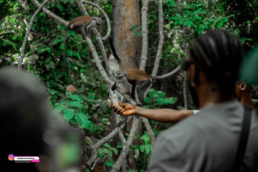 Picture 9 for Activity Wli Waterfall And Tafi Monkey Sanctuary ( Volta Region)