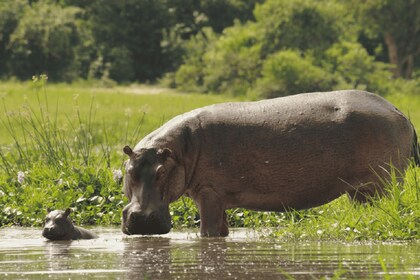 Murchison Falls National Park: 3-Day Safari with Boat Cruise