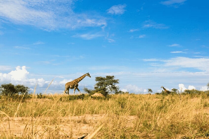 Picture 6 for Activity Murchison Falls National Park: 3-Day Safari with Boat Cruise