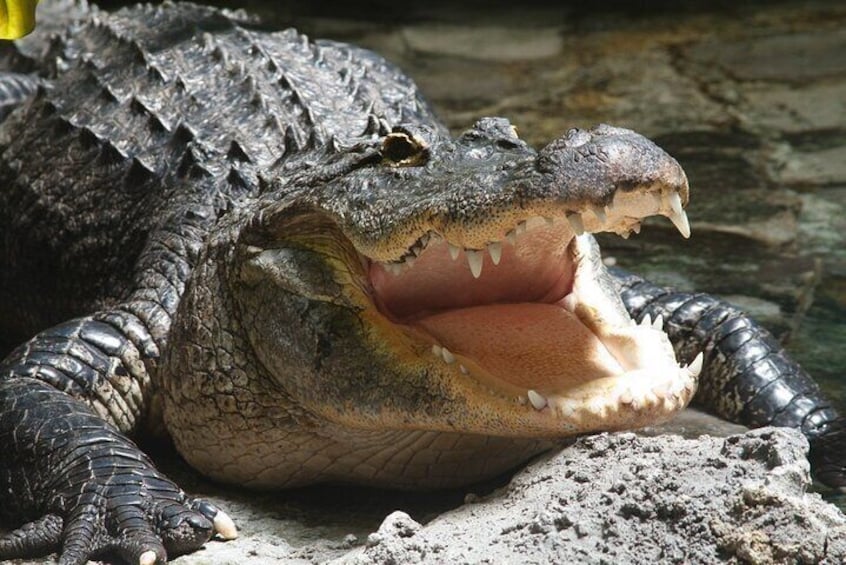 1 Hour Airboat Rides in Fort Lauderdale