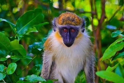 Full day Guided Tour in Barbados