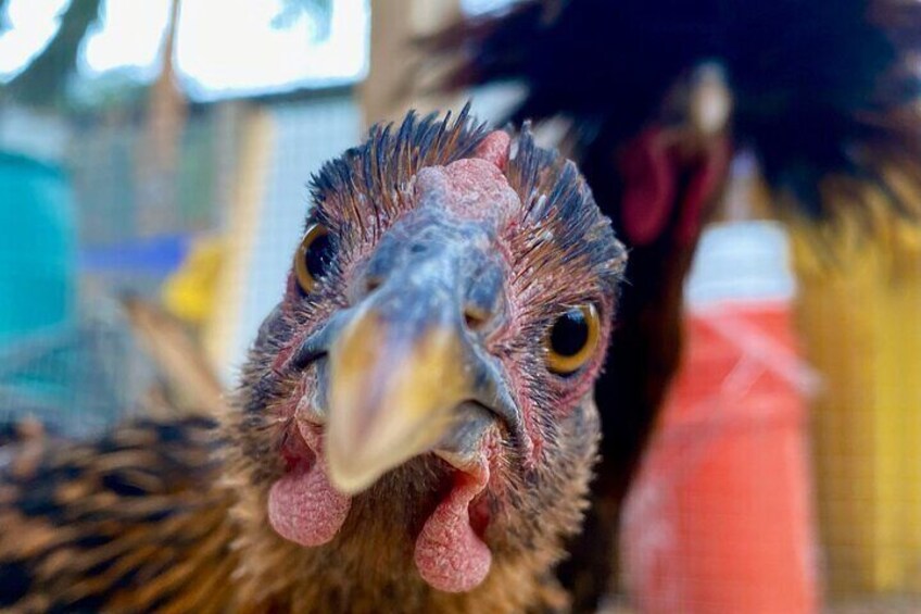 Alexis, one of the backyard urban farm's Chicken Schitts