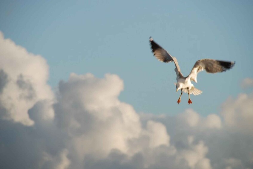 Picture 6 for Activity Faro: Ria Formosa Natural Park Segway Tour & Birdwatching