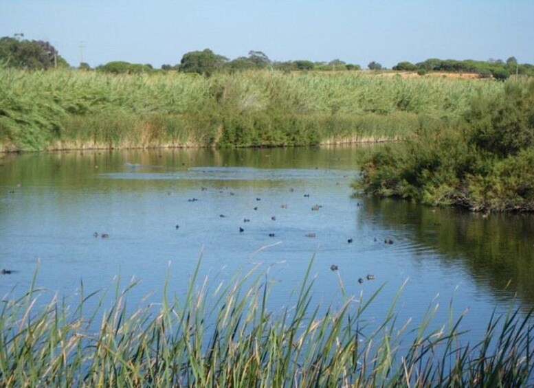 Picture 9 for Activity Faro: Ria Formosa Natural Park Segway Tour & Birdwatching