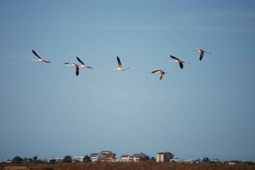 Picture 5 for Activity Faro: Ria Formosa Natural Park Segway Tour & Birdwatching