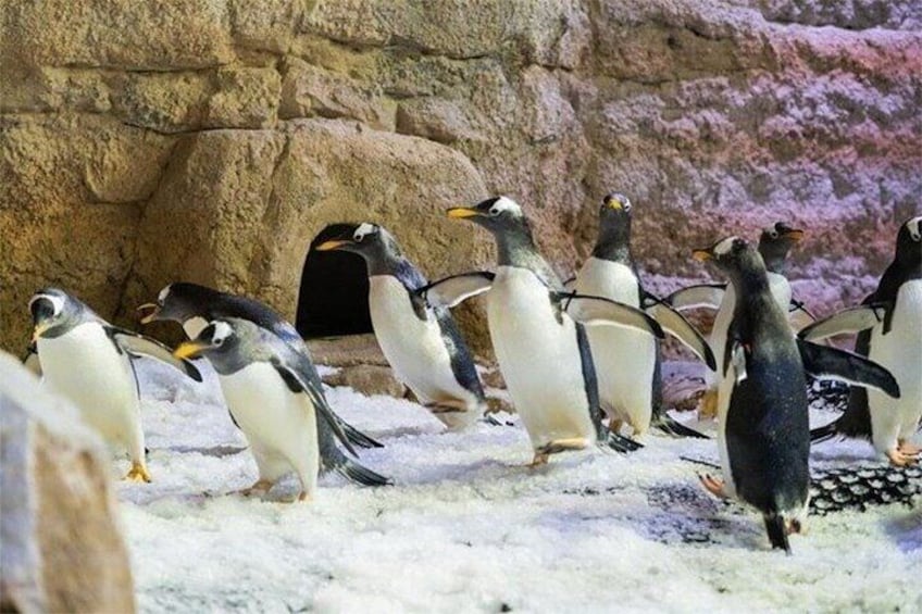 Dubai Aquarium and Underwater Zoo With Penguin