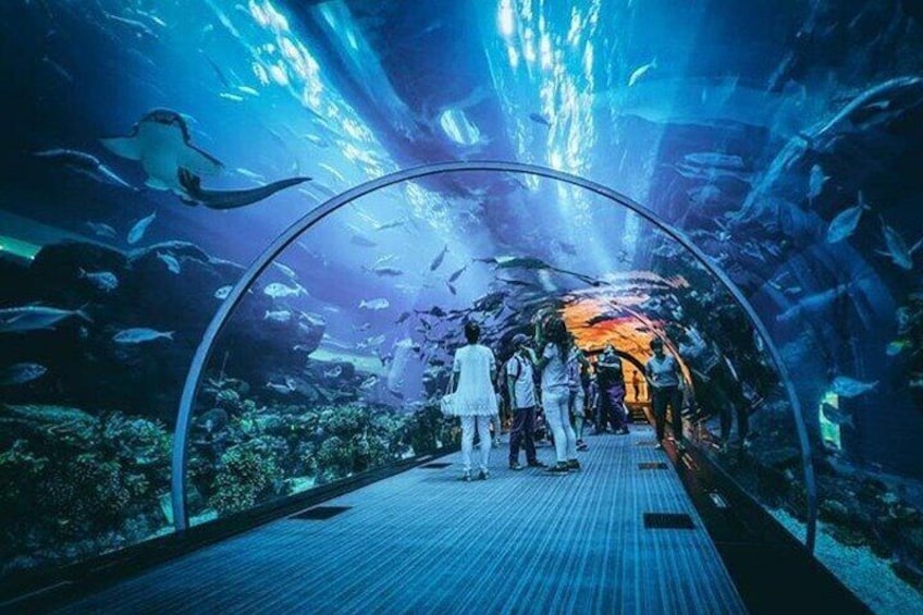 Dubai Aquarium and Underwater Zoo With Penguin