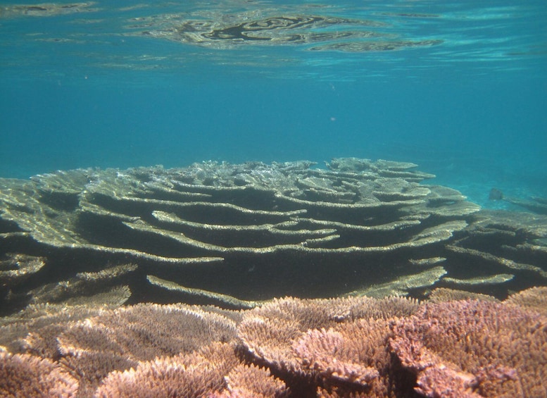 Picture 6 for Activity Blue Bay: Totof Tours 1 hour Snorkeling in the Marine Park