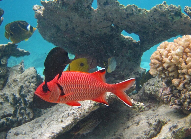 Picture 1 for Activity Blue Bay: Totof Tours 1 hour Snorkeling in the Marine Park