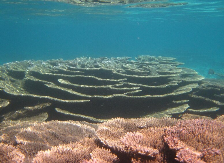 Picture 6 for Activity Blue Bay: Totof Tours 1 hour Snorkeling in the Marine Park