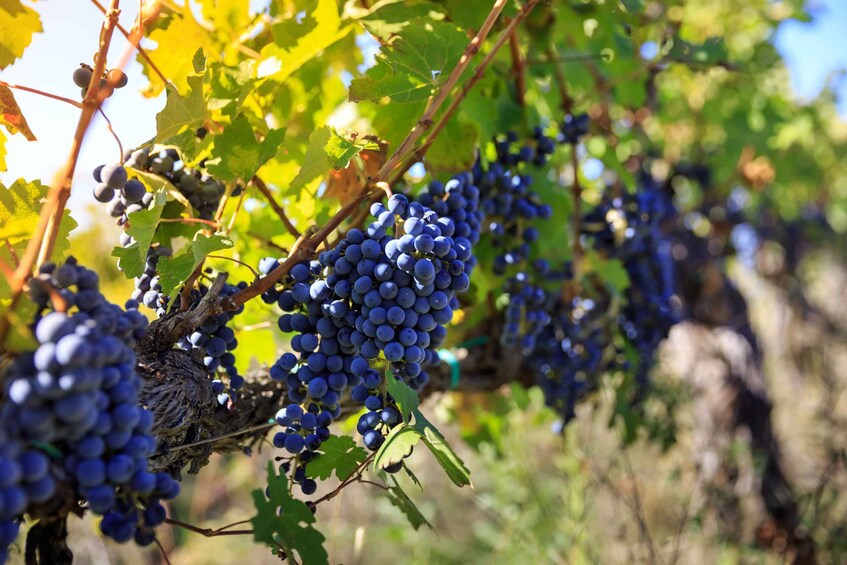 Picture 2 for Activity Chianti: Wine and Olive Oil Tasting with Cellar Tour