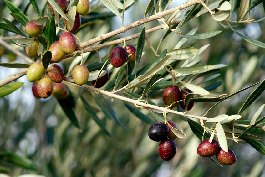 Picture 3 for Activity Dripping Springs: Olive Oil and Balsamic Vinegar Tasting