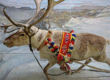 Tromsø: Discover Sami Culture Museum Expedition