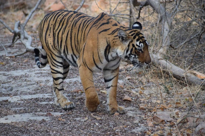 6 Days Golden Triangle India Tour with Ranthambore