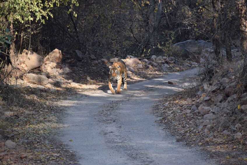 Picture 6 for Activity 6 Days Golden Triangle India Tour with Ranthambore