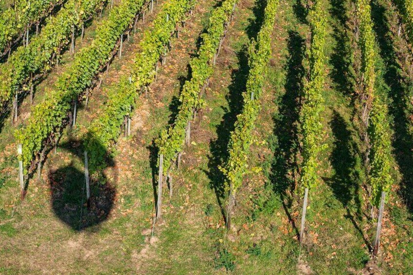 Private Wine Tour Grape Escape Rhine Valley from Frankfurt