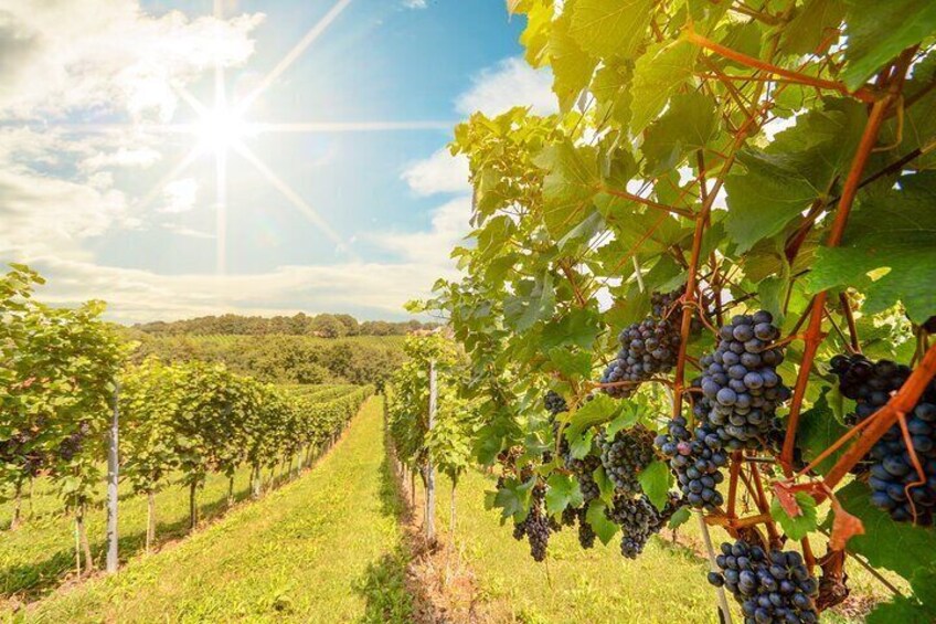 Private Wine Tour Grape Escape Rhine Valley from Frankfurt