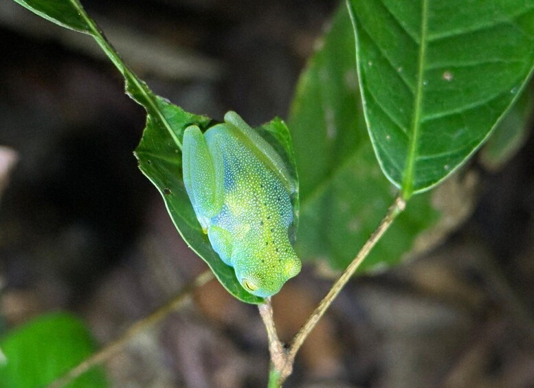 Picture 11 for Activity Manuel Antonio Night Jungle Tour