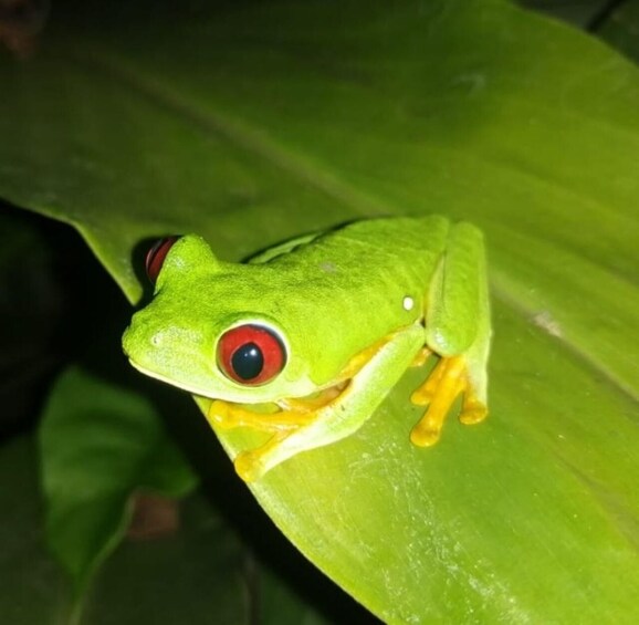 Picture 15 for Activity Manuel Antonio Night Jungle Tour