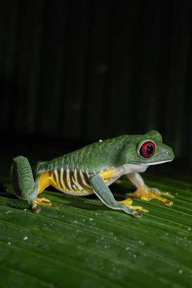 Picture 13 for Activity Manuel Antonio Night Jungle Tour