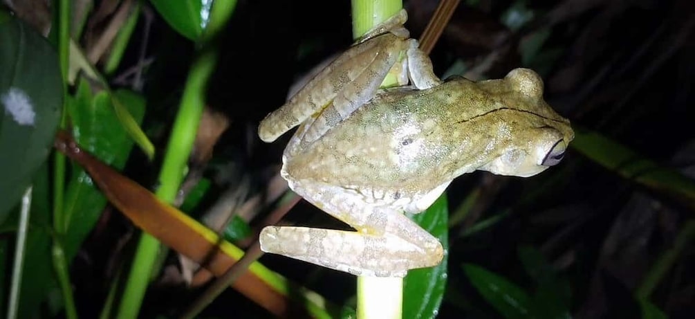 Picture 12 for Activity Manuel Antonio Night Jungle Tour