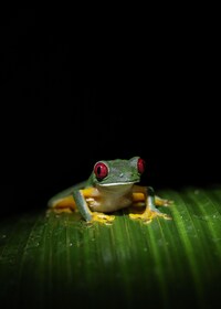 Tour nocturno por la jungla de Manuel Antonio