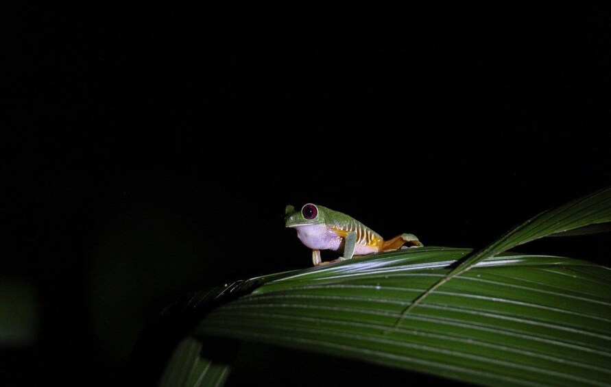 Picture 16 for Activity Manuel Antonio Night Jungle Tour