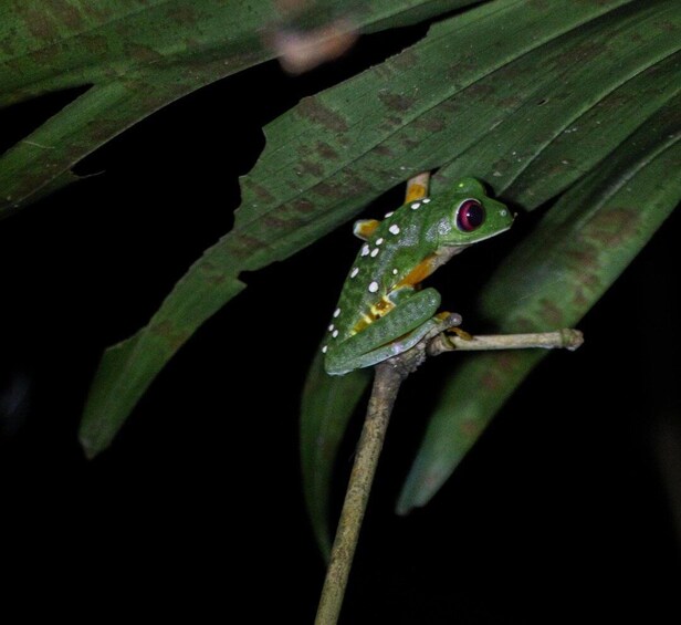 Picture 6 for Activity Manuel Antonio Night Jungle Tour