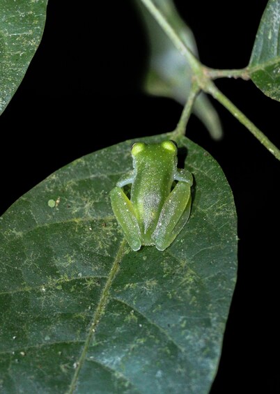 Picture 4 for Activity Manuel Antonio Night Jungle Tour