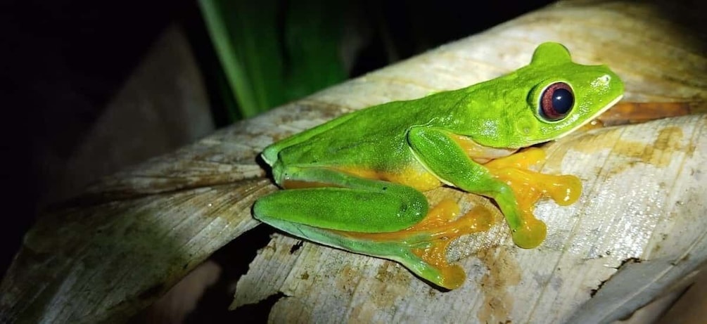 Picture 8 for Activity Manuel Antonio Night Jungle Tour