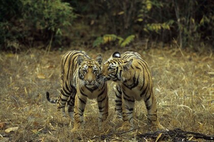 Rundrejse i Den Gyldne Trekant med udforskning af Indiens dyreliv