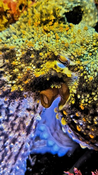 Picture 1 for Activity Sesimbra: Double Dive on a Marine reserve